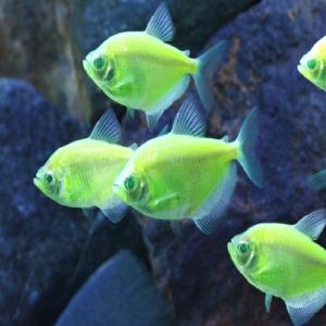 The new Glo-Tetra  A Practical Fishkeeping Blog