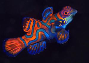 Mandarin-Fish