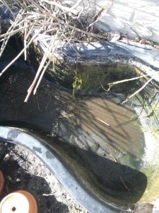 I hoped that draining the pond at 40F ( 4degrees C) would make it less smelly. It was still disgusting.