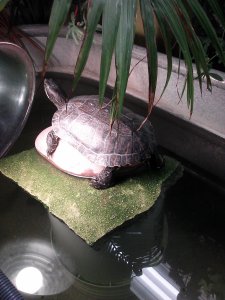 The turtle are anxious to get outdoors. The female was acting strange, prowling slowly at the bottom of the tank.