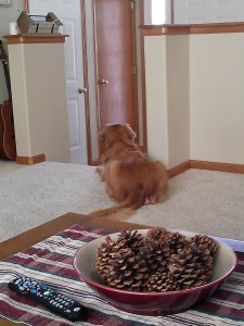 Our Golden Retriever hears someone has just gotten home.