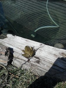 And another frog, this one as big as your hand. An American Bullfrog.