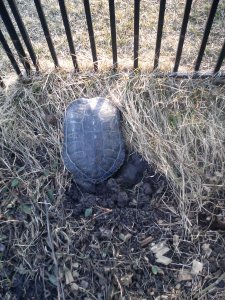 One warm day i oput the turtles outside and within hours the female dug a nest.