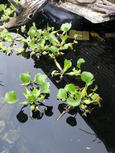 The turtles proceed to eat the plants, mostly the Water Hyacinth.