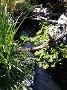 I start putting Water Lettuce into the turtle pond. I also acquired some Water Hyacinth from a pond keeper nearby. 