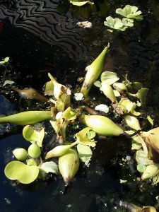 But they LOVE the Water Hyacinth.