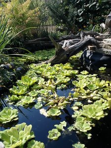 The pond stays so much clearer with lots of plants to shade the water and filter it.
