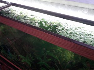 Indoors, the Water Lettuce plant stays small under average lighting. 