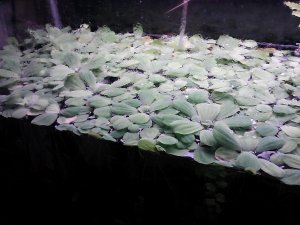 I take some medium sized plants indoors and , before you know it, I am giving them away for aquarium use or even throwing them away.