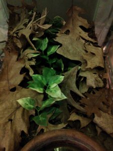 The Oak leaves look good in the Tiger Salamander tank. They help keep the tank moist and make it so I never ever get to see the salamanders.