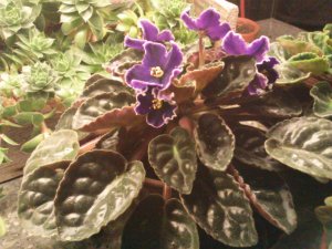 It's in my gene code to raise African Violets.