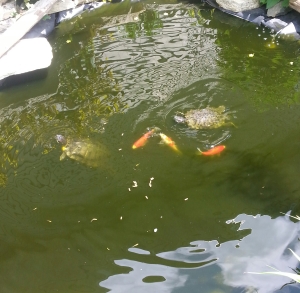 Here are the parent turtles (Red-eared sliders) in the pond.