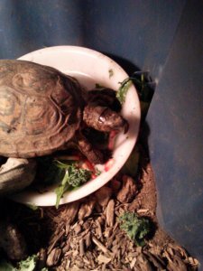 Here's old Peggy, a Central American Wood Turtle, finding a worm in her salad. I've had her almost 25 years!