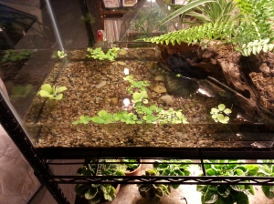 I put some guppies and White Cloud Mountain Minnows in the pond. There is no heater but I do have an airstone. I'll change the water about once a month.