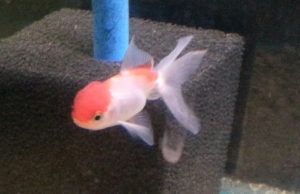 I was feeling so bad about the Goldfish dying that I bought two Fancy Goldfish a few months ago.