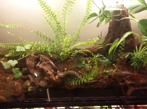 I added ferns and ivy's. Then I bought a bag of "long-fiber" Sphagnum Moss and spread that over the top. This looks good and keeps everything cleaner as the Salamanders come out of their burrows and climb around.
