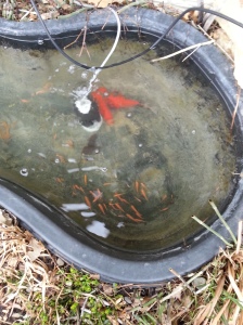 The small pond had been dechlorinated and tested with 5 Rosy-red minnows.
